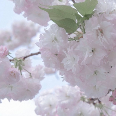 分宜福瑞交流群